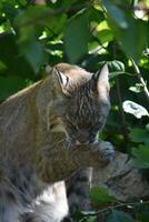 adorável lince lavando dele face com dele pata foto