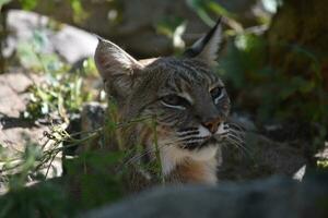 adorável Veja para dentro a face do uma lince foto