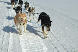 rouco trenó cachorros feliz para estar puxar dentro a neve foto