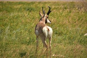 deslumbrante pronghorn antílope olhando sobre dele ombro foto