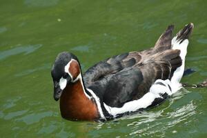 lindo natação baikal cerceta Pato dentro a água foto