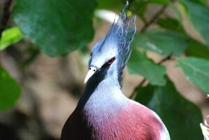 deslumbrante azul goura pássaro acima fechar e pessoal foto