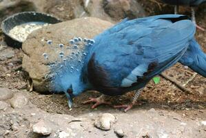 lado perfil do uma azul victoria coroado Pombo foto