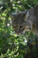 lindo perseguição lince dentro a debaixo escova foto