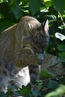 fantástico Veja às uma lince lavando acima foto