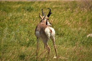 pronghorn antílope em uma pradaria dentro a verão foto