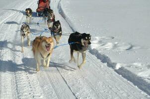 corrida trenó cachorros dentro a inverno neve foto