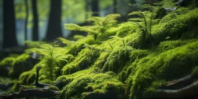 verde musgo fechar-se, com uma pano de fundo do bosque. floresta dentro a nacional parque. ai gerado foto