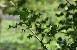 fechar acima Veja às uma verde azevinho arbusto e folhas foto