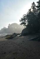 árvores recortado dentro névoa ao longo a costa foto