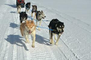 equipe do trabalhando trenó cachorros dentro a inverno foto