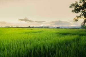 panorama do verde cultivo e campo. arroz campo com pôr do sol e terras agrícolas dentro tailândia. foto