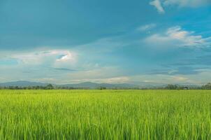 panorama do verde cultivo e campo. arroz campo com pôr do sol e terras agrícolas dentro tailândia. foto