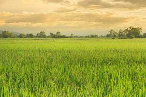 panorama do verde cultivo e campo. arroz campo com pôr do sol e terras agrícolas dentro tailândia. foto