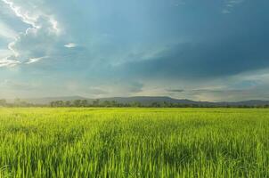 panorama do verde cultivo e campo. arroz campo com pôr do sol e terras agrícolas dentro tailândia. foto