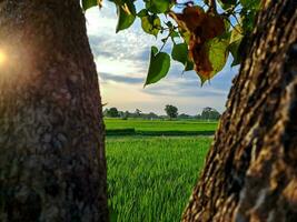 capturar a sereno beleza do tarde arroz Campos dentro isto cativante foto. uma tranquilo fuga para dentro da natureza abraço foto