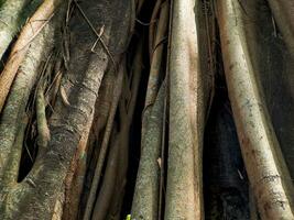 descobrir a cativante mundo do único banyan árvore raízes, da natureza artístico obras-primas este mostruário a beleza do resiliência e adaptabilidade foto