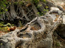 descobrir a cativante mundo do único banyan árvore raízes, da natureza artístico obras-primas este mostruário a beleza do resiliência e adaptabilidade foto