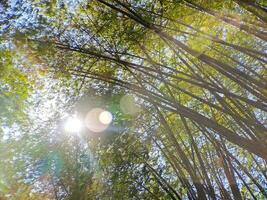 encontrar consolo abaixo a tranquilo marquise do sombrio bambu árvores abraço da natureza pacífico refúgio e fuga a encontrão e urgência foto