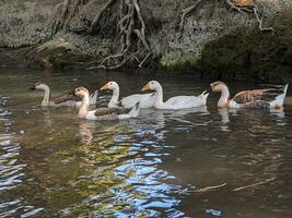 experiência elegância e graça com a branco cisne, uma símbolo do beleza e serenidade. explorar a majestade do esses requintado pássaros dentro seus natural habitat foto