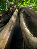 descobrir a cativante mundo do único banyan árvore raízes, da natureza artístico obras-primas este mostruário a beleza do resiliência e adaptabilidade foto