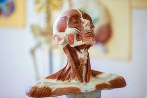 humano cabeça anatomia modelo para a estude e Educação do futuro médico alunos. foto