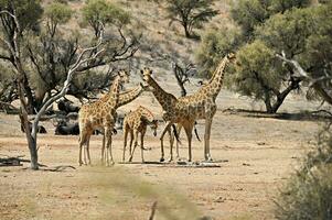rebanho do girafas às uma poço de água dentro kgalagadi transfronteiriço parque Kalahari sul África botsuana foto