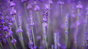 Alto detalhe, fechar-se do lavanda flores, isolado em Preto foto