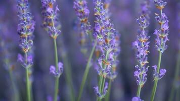 Alto detalhe, fechar-se do lavanda flores, isolado em Preto foto