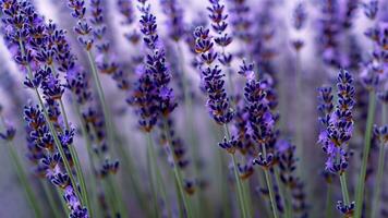 Alto detalhe, fechar-se do lavanda flores, isolado em Preto foto