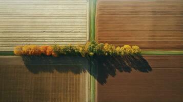 generativo ai, Fazenda outono paisagem, agrícola Campos, lindo verde, amarelo, laranja e bege interior, país estrada. natureza ilustração, fotorrealista topo Visão drone. foto