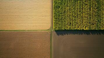 generativo ai, Fazenda outono paisagem, agrícola Campos, lindo verde, amarelo, laranja e bege interior, país estrada. natureza ilustração, fotorrealista topo Visão drone. foto