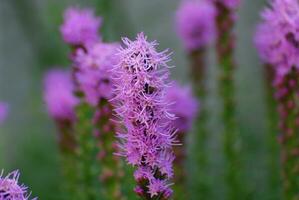 jardim com florescendo roxa liatris foto