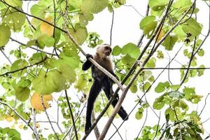 uma macaco é sentado dentro uma árvore com folhas foto