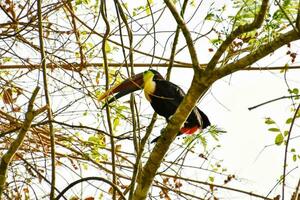 uma tucano empoleirado em uma árvore ramo dentro a floresta foto