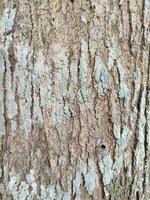 texturas, padrões, e veias do árvore roupa de baixo foto