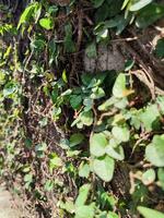 foto do folhas degola ou rastejante em a muro. a folhas estão conhecido Como ficus pumila