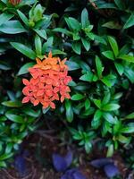 soka flor, ixora coccinea, selva gerânio, chama do a bosques, uma espécies do floração plantar dentro a família rubiaceae foto