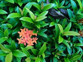 soka flor, ixora coccinea, selva gerânio, chama do a bosques, uma espécies do floração plantar dentro a família rubiaceae foto