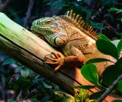 majestoso iguana retrato foto