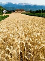 dourado trigo campo paisagem, chignin, Sabóia, França foto