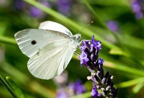 gracioso macro branco borboleta polinizando lavanda foto