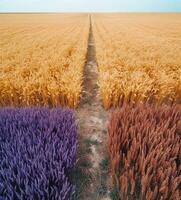 uma campo do lavanda e trigo generativo ai foto