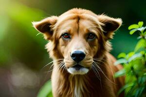 uma Castanho cachorro é em pé dentro a grama. gerado por IA foto