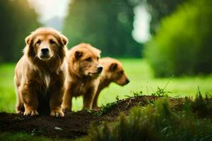 três dourado retriever cachorros em pé dentro a grama. gerado por IA foto