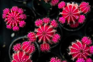 flor de cacto de vírus foto