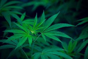 folhas de maconha em close-up, cannabis em um fundo escuro foto