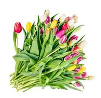 tulipa flor ramalhete isolado em branco fundo foto