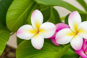 plumeria flor. fundo. ai generativo pró foto