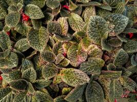 ornamentado alegre Natal e feliz feriados cartões com flores foto